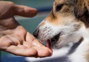 狗和狗为什么舔嘴巴 狗不小心舔到人嘴巴