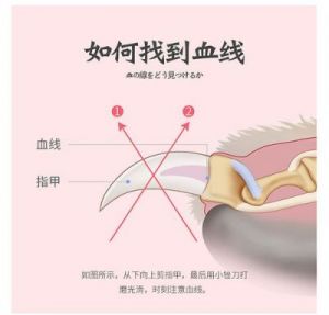 狗狗剪指甲怎么剪 拉布拉多犬图片