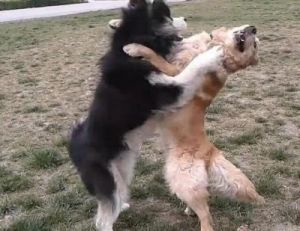 狗为什么见狗要打架 狗争夺配偶打架视频大全