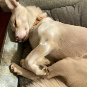 怎么让狗狗睡觉 怎么让狗狗自己睡觉