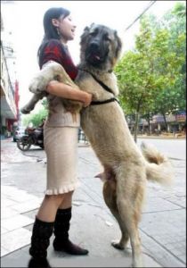 为什么有的狗不会骑狗 为什么有的狗不会得细小
