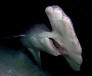  双头鲨：海洋奇观还是灾难？