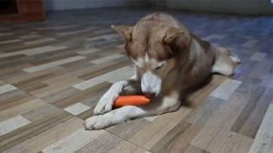 狗狗怎么吃胡萝卜 胡萝卜的最佳食用方法