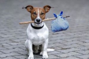狗为什么看到狗绳就跑 卖狗不卖狗绳有什么讲究