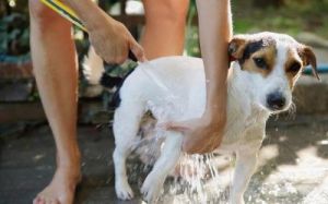 为什么狗洗澡打滚 狗为什么在土里打滚