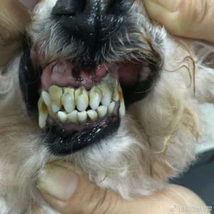 狗狗牙结石怎么办 什么东西能去除牙结石