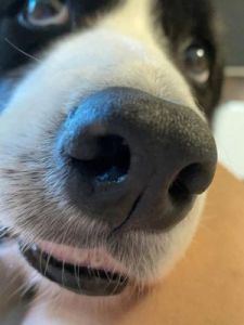 狗为什么鼻子大 长鼻子狗是什么品种