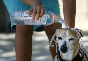 狗狗不喜欢喝水怎么办 狗狗拉稀但是精神很好