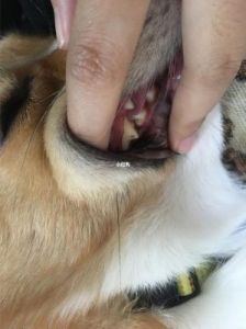 狗狗有牙结石怎么办 牙结石可以自己抠掉吗
