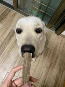 狗狗磨牙怎么办 磨牙棒狗狗一天吃几个
