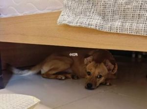 狗为什么挠床底 狗为什么挠完床才睡觉