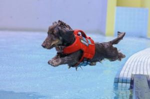为什么让狗跳水 为什么游泳池不让跳水