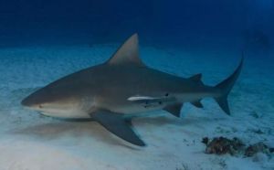  世界上最为温顺的鲨鱼：它们真的是全球最佛系的存在吗？