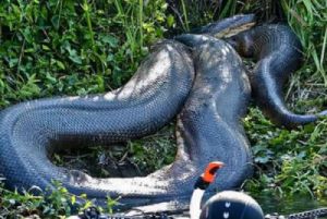  在亚马逊河流域，科学家通过卫星捕捉到史上最大蛇！