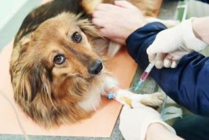 狗狗打疫苗怎么打 狗狗预防针价目表