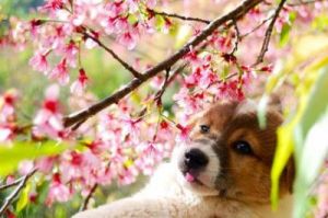 狗为什么喜欢樱花 生而为狗不太喜欢樱花动漫