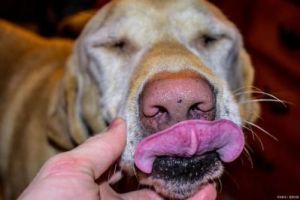 为什么狗喜欢犟嘴 什么叫犟嘴
