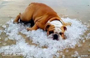 狗为什么啃冰块 啃食冰块小说