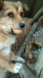 狗为什么吊着鸡蛋 狗为什么吃鸡蛋壳