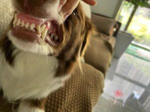 为什么要看狗牙子 怎么看牙子命运