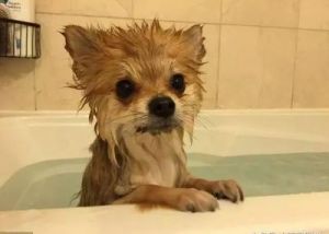 狗洗澡为什么紧张 为什么紧张会肚子疼