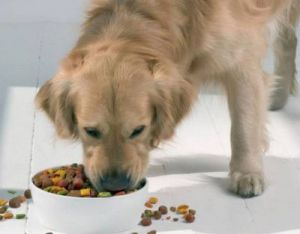 狗为什么吞狗粮呢 狗吐出来没消化的狗粮