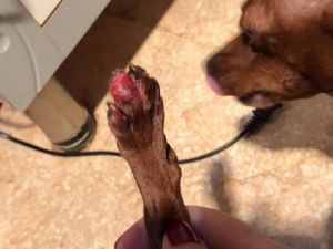 狗为什么乱咬脚趾 狗一直咬脚趾