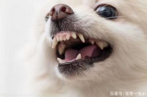 狗和狗为什么舔嘴巴 狗不停的舔嘴巴和鼻子