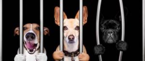 狗为什么想越狱 一条狗越狱的动画