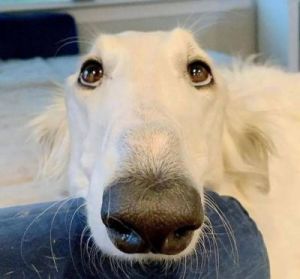 狗鼻子为什么可爱 狗鼻子为什么会变粉