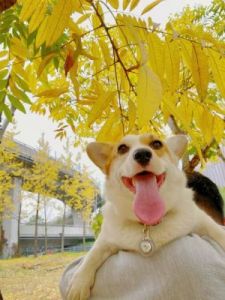 狗为什么叼着树叶 树叶贴画狗
