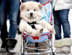 狗为什么要用推车 多大的宝宝可以用推车