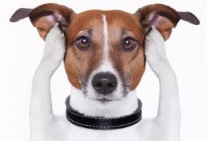 狗为什么掉耳朵 大耳朵狗有哪些品种