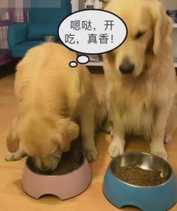 狗为什么 吃狗粮 怎么让狗改掉不吃狗粮