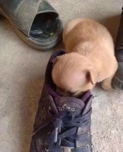 为什么狗会干鞋子 给狗做鞋子图解教程