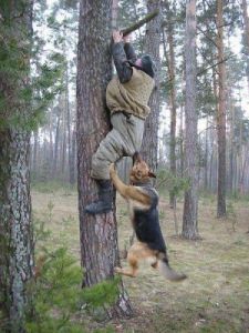 狗为什么不让爬树 猴不爬树