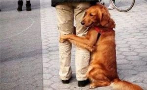 狗为什么抱住你 怎么抱狗