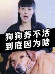 为什么老养狗 什么狗最干净最好养