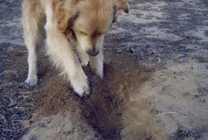 狗为什么扒拉地砖 地砖为什么会翘起来