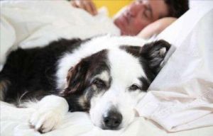 狗为什么靠右睡觉 狗为什么天天睡觉