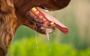 为什么狗沾水会叫 狗可以沾水吗