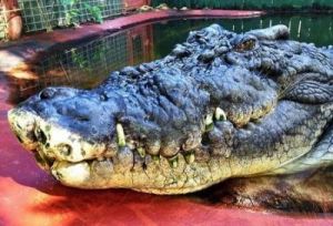  世界十大最凶猛的鳄鱼，你敢看吗？
