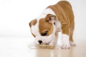 狗不饿为什么 为什么狗饿了也不愿意吃狗粮