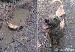 狗为什么碰到泥土 狗为什么喜欢睡在泥土