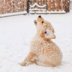 狗为什么趴在雪地 女孩趴在雪地写真