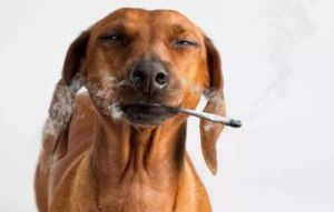 为什么狗不怕烟味 狗为什么受不了烟味