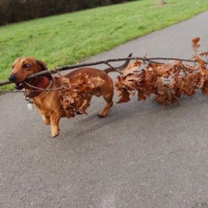 狗为什么捡木头 捡木头