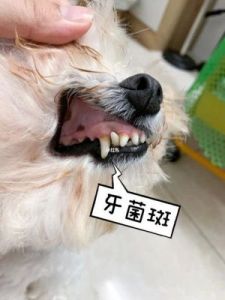为什么狗有牙菌斑 为什么老是长牙菌斑