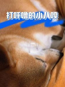 狗为什么 睡觉 狗睡觉为什么会打呼噜