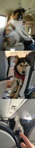 怎么带狗狗坐飞机 国内带狗狗坐飞机攻略